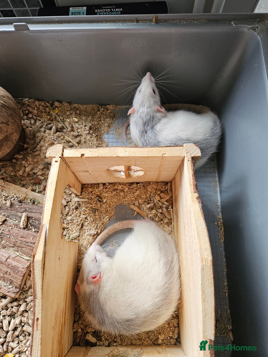 Rat rodents for sale: Two white and grey male rats - Image 4