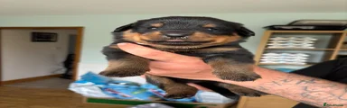 Rottweiler 7