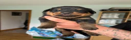 Rottweiler dogs for sale: Stunning Rottweiler Puppies  - Advert 37