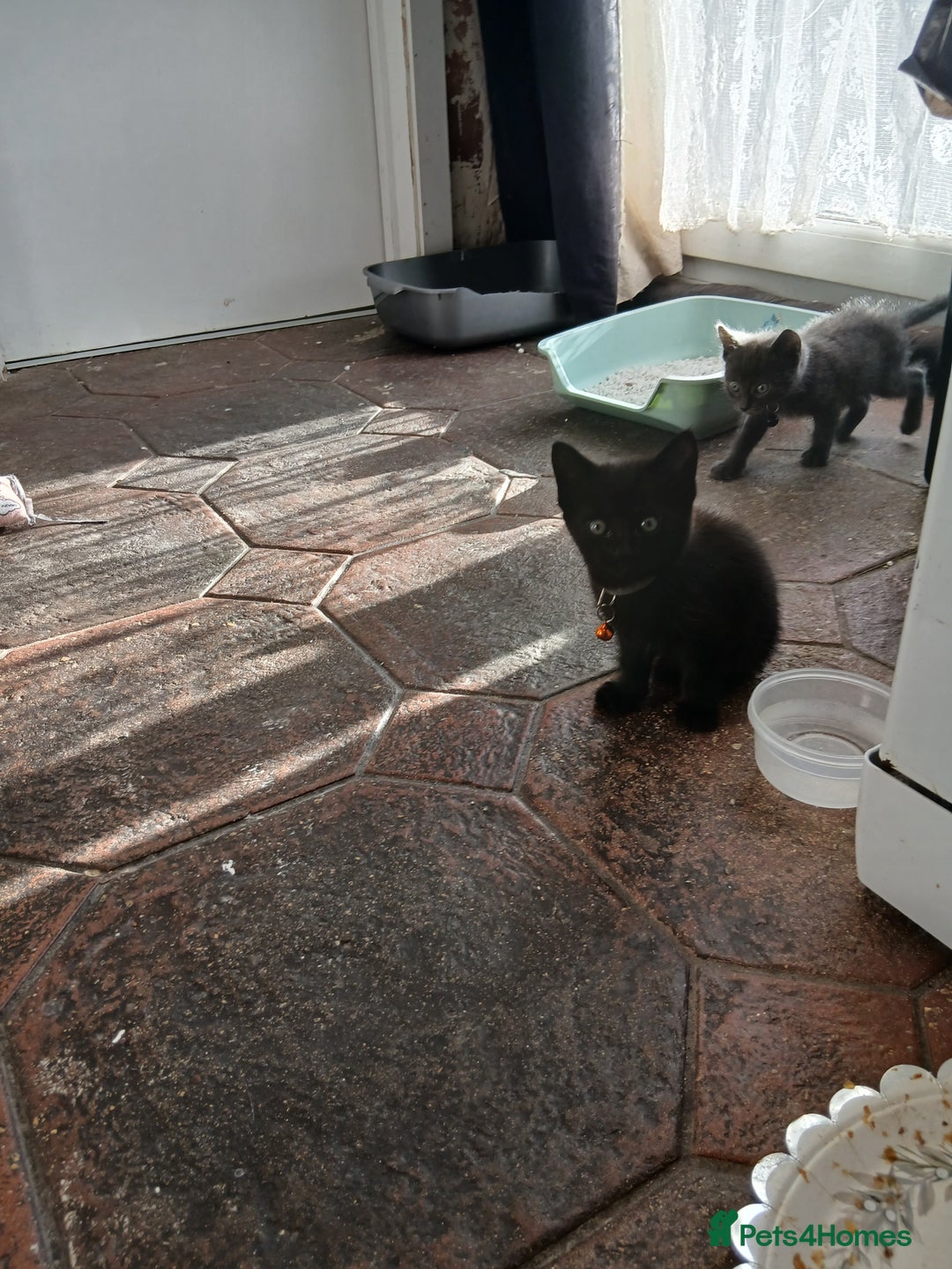 Mixed Breed cats for sale: 6 Kittens looking for new forever homes - Advert 3