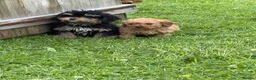 Cockapoo dogs for sale: Stunning cockapoo puppies ready now 😘❤️ - Advert 2