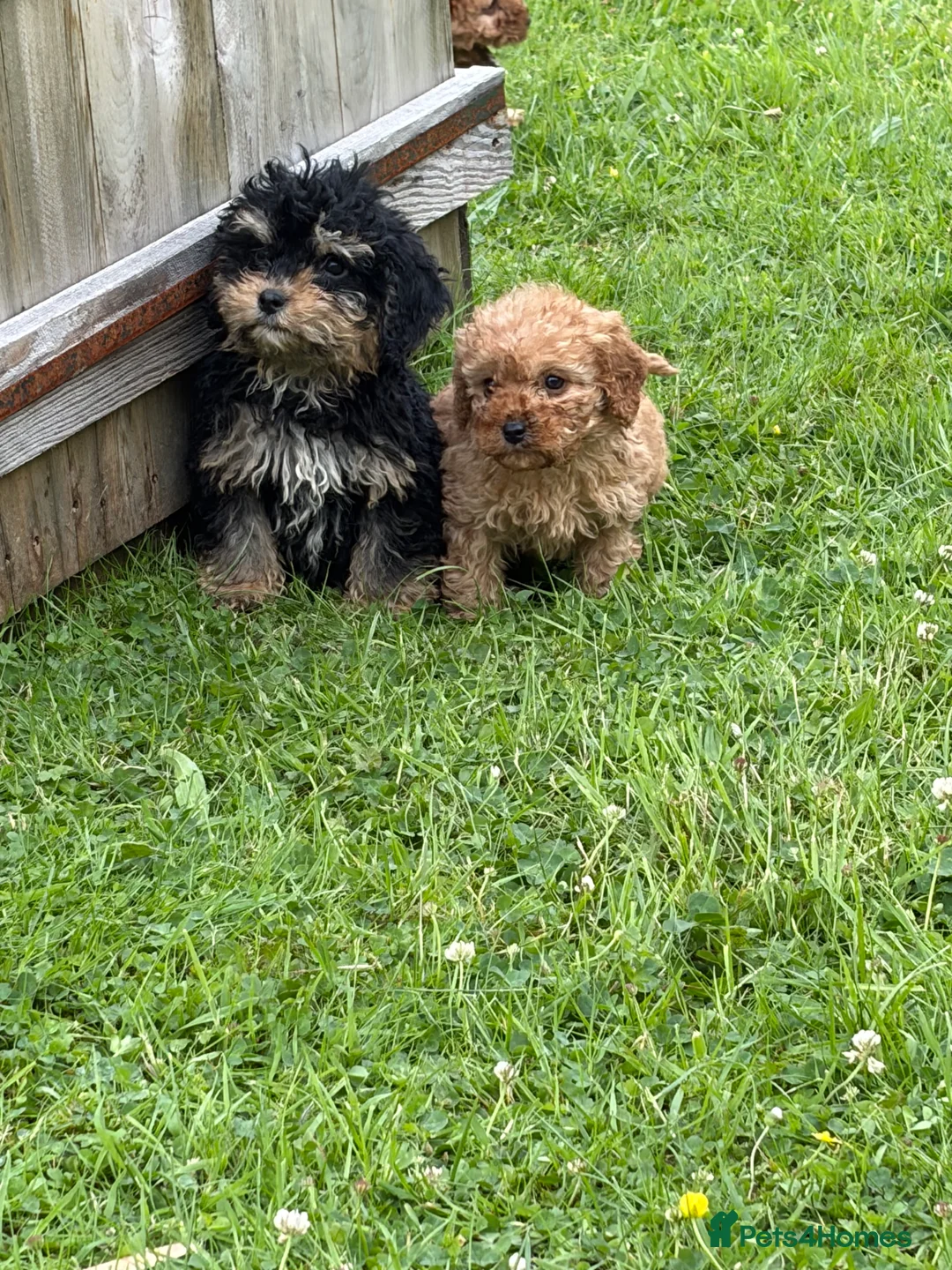 Cockapoo dogs for sale: Stunning cockapoo puppies ready now 😘❤️ - Advert 2