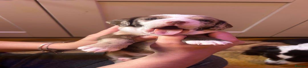 Mixed Breed Puppy 1