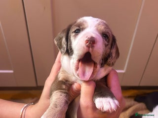 Mixed Breed dogs Dachshund puppies - Advert 3