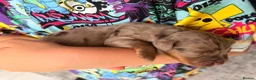 Sprocker dogs for sale: Beautiful litter of 7 working cockers - Advert 5