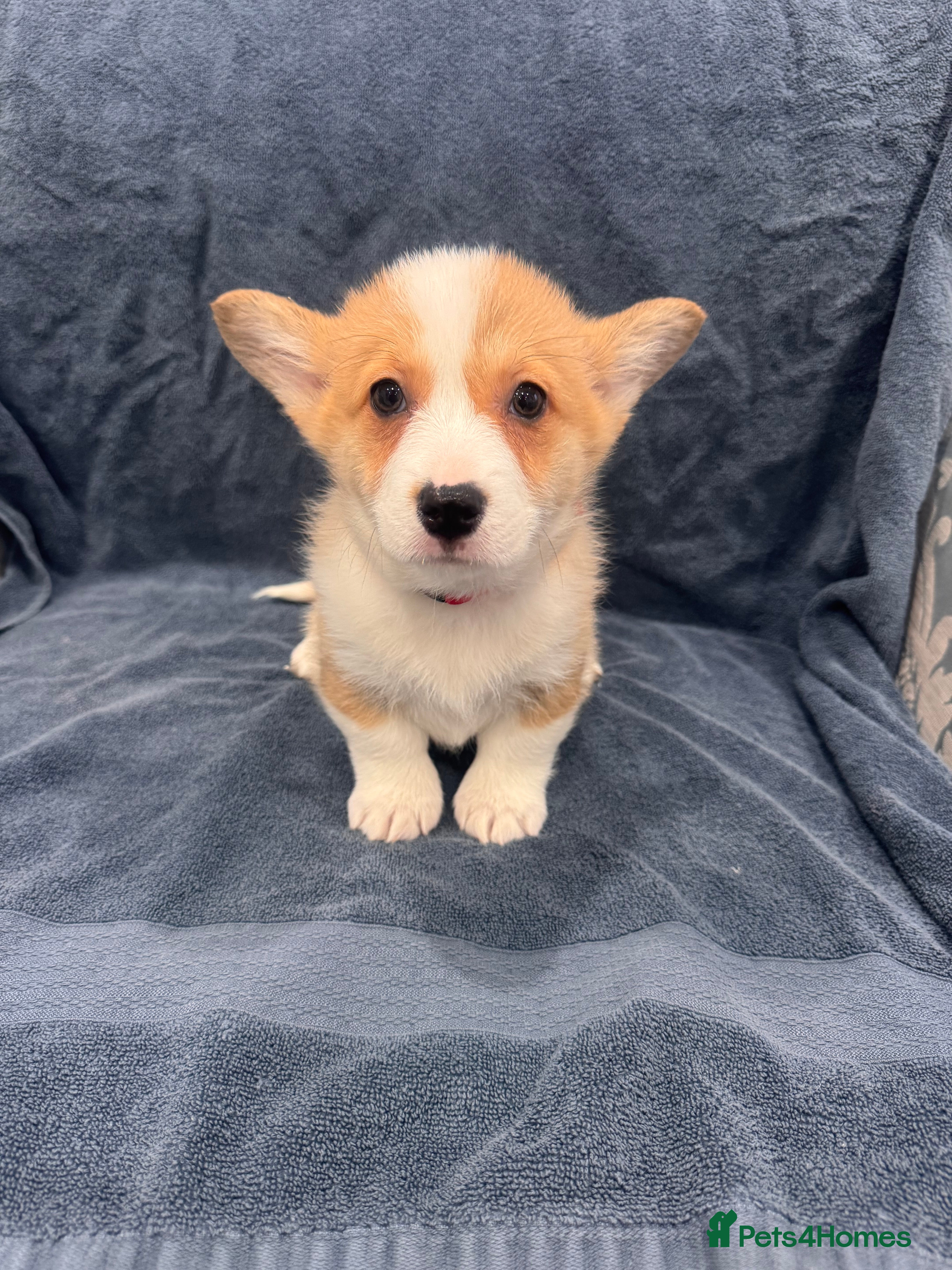 Welsh Corgi Pembroke dogs Ready now!! Kc Pembroke corgi puppies - Advert 11