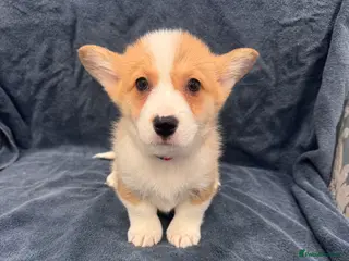Welsh Corgi Pembroke dogs Ready now!! Kc Pembroke corgi puppies - Advert 11