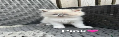 Ragdoll Kitten 5