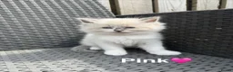 Ragdoll cats for sale: 🩵Five stunning blue bi-colour kittens for sale🩷 - Advert 5