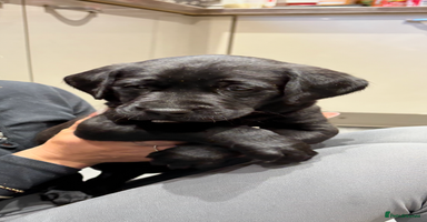 Labrador Retriever dogs - Advert 7