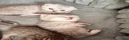 Scottish Fold cats for sale: Beautiful Scottish Fold Kittens for Loving Homes🐱 - Advert 9