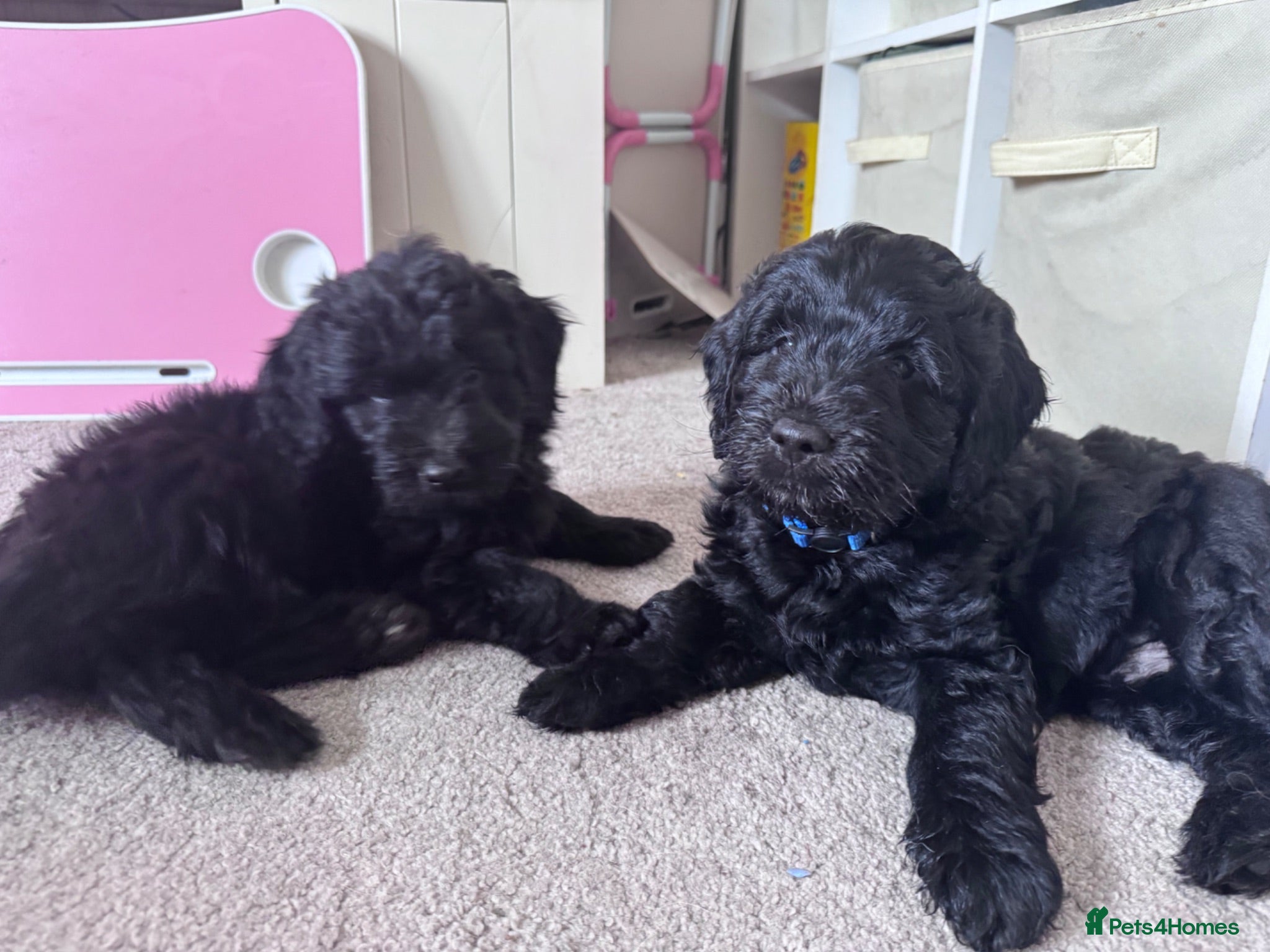 Mini Goldendoodle dogs F1 Miniature Goldendoodles  *READY NOW* - Advert 1