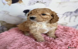 Cockapoo dogs for sale: F1 Cockapoo’s **fully health tested parents** - Image 10