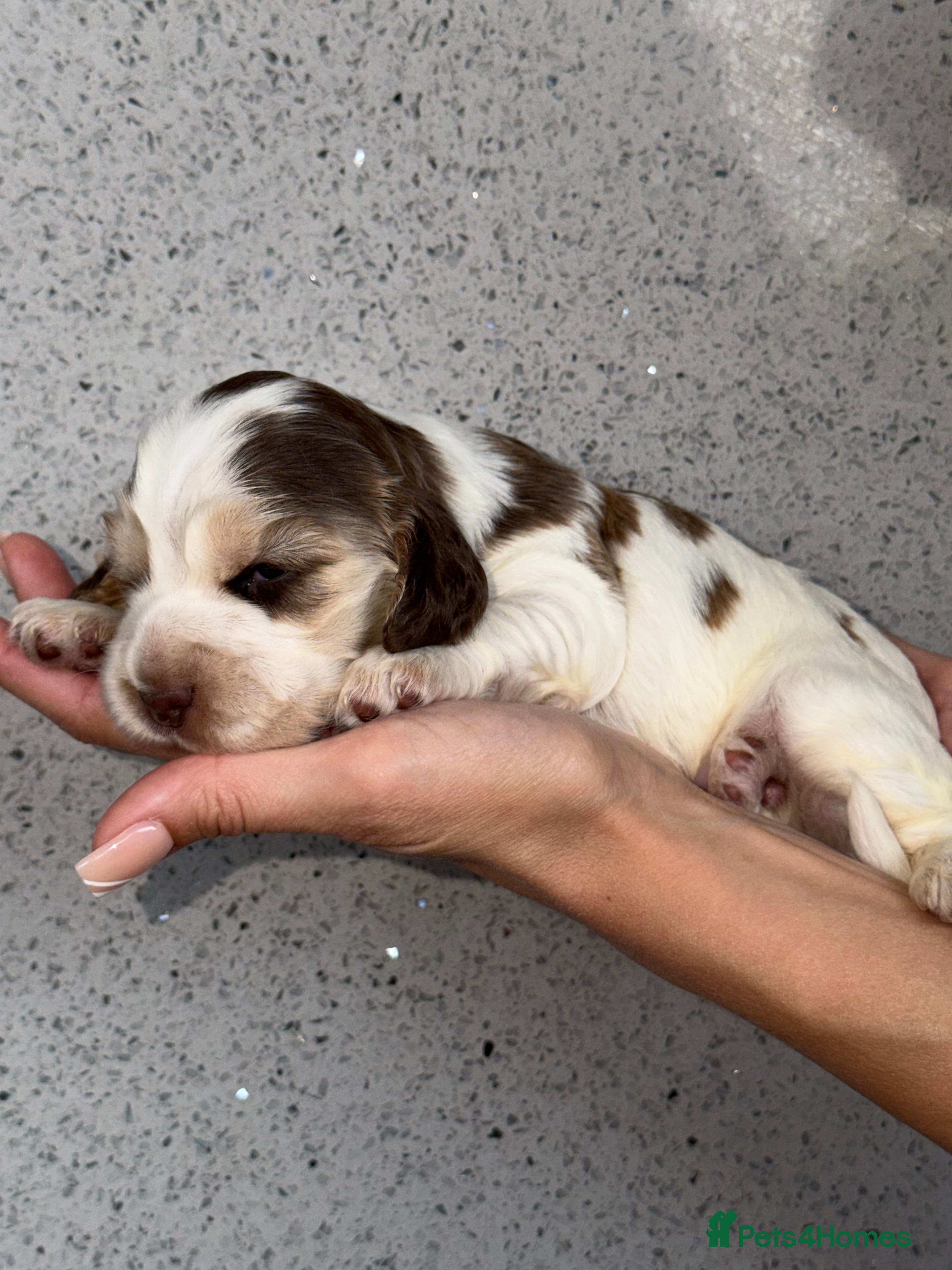Cocker Spaniel dogs 🐾 SHOW COCKER SPANIEL PUPPIES FORSALE 🐾  - Advert 2