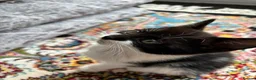 Domestic Shorthair cats for sale: Female Domestic shorthair black and white 8 weeks - Advert 4