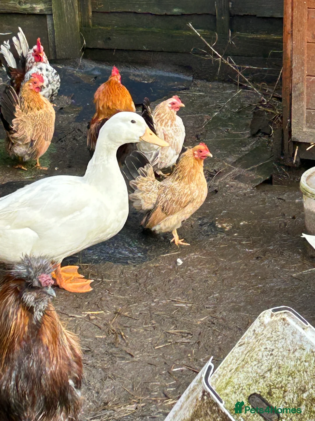 Ducks poultry for sale: Campbell khaki Ducks - Advert 2