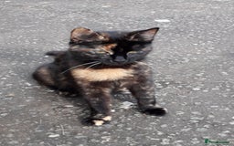 Mixed Breed cats for sale: Calico tabby cross  - Image 8