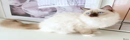Ragdoll cats for sale: GCCF ACTIVE (FOR BREEDING) SEAL POINT MITTED GIRL - Advert 10