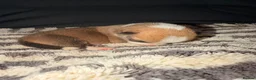Welsh Corgi Pembroke dogs for sale: Kc pembroke corgi puppies - Advert 38