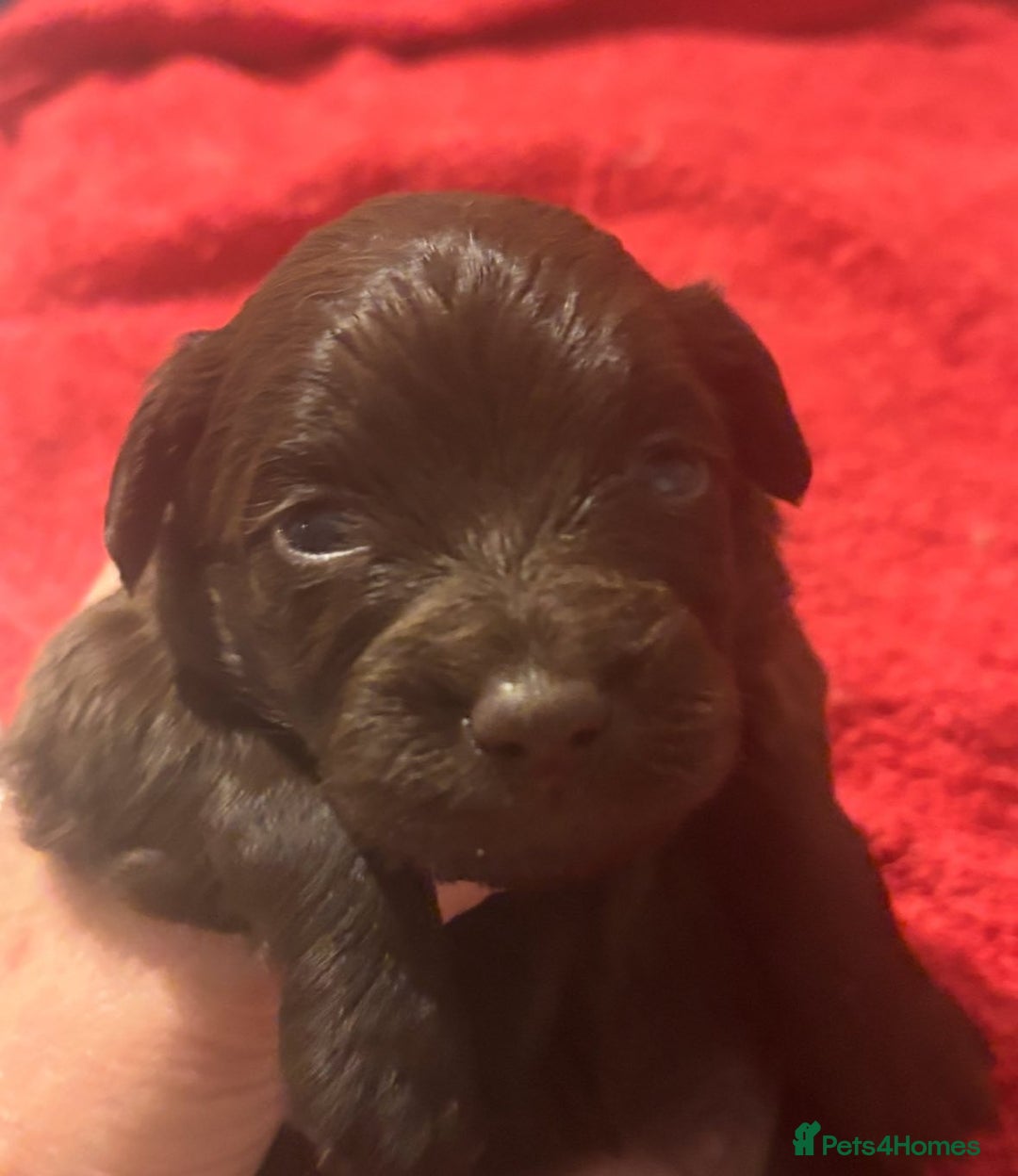 Mixed Breed dogs for sale: Cockeranians - Image 10
