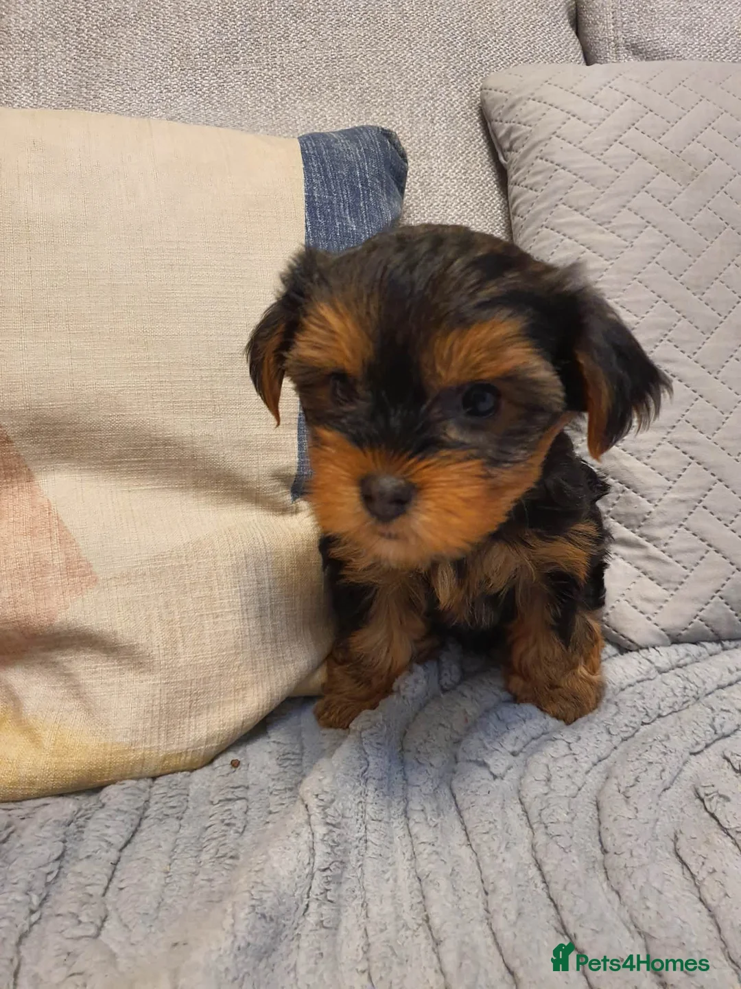 Yorkshire Terrier dogs for sale: 4 Yorkshire Terrier Puppies - Advert 6