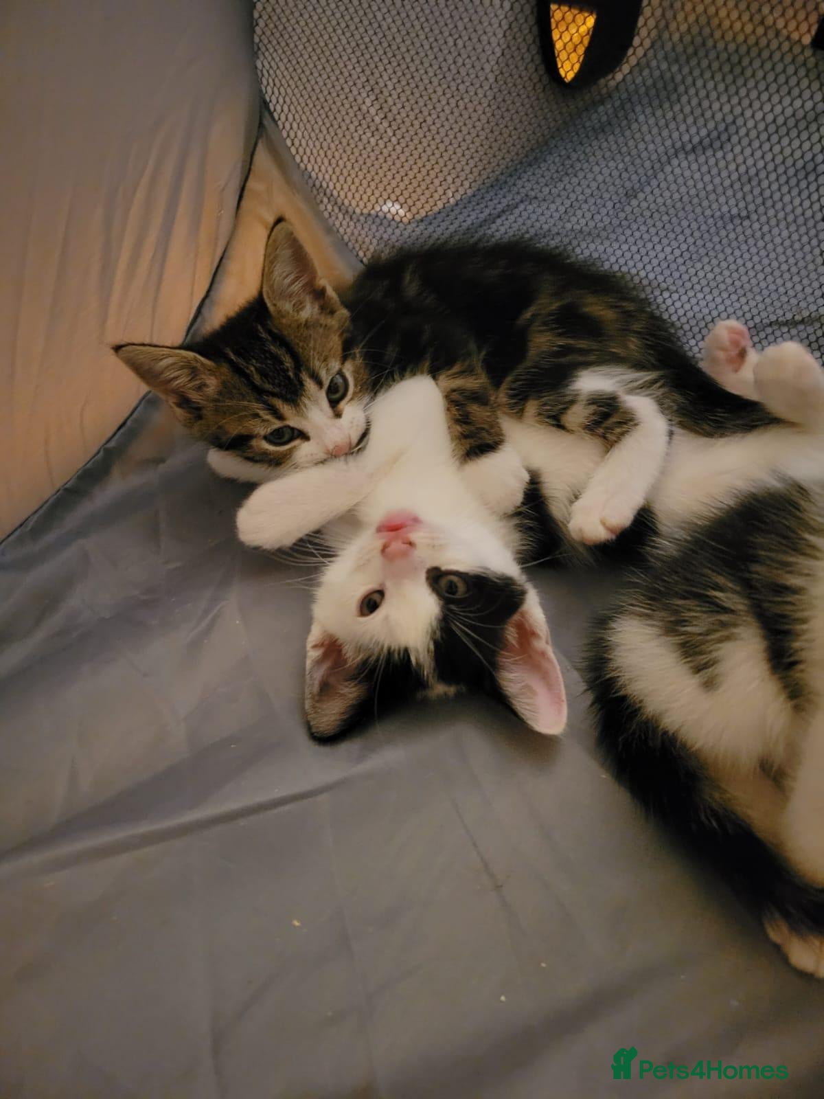 Mixed Breed cats Adorable kittens  - Advert 1