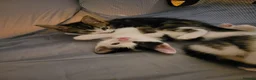 Mixed Breed cats for sale: Adorable kittens  in London - Advert 1