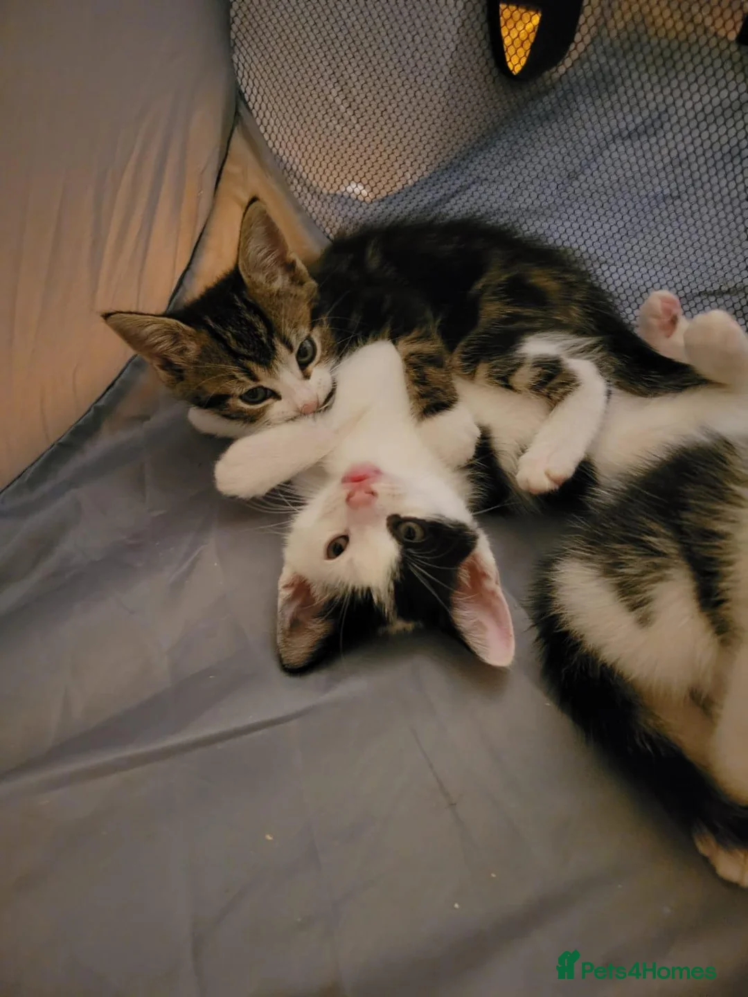 Mixed Breed cats for sale: Adorable kittens  in London - Advert 1