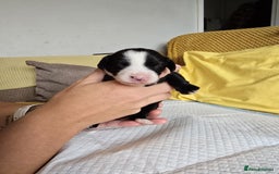 Mixed Breed dogs for sale: Labrador x Patterdale Puppies - Image 11