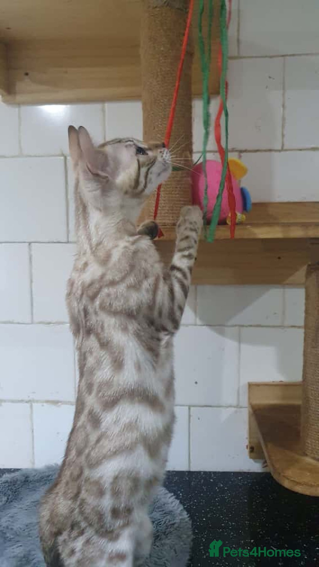 Bengal cats for sale: 🔥✨Pedigree TICA-Registered Bengals - Image 22