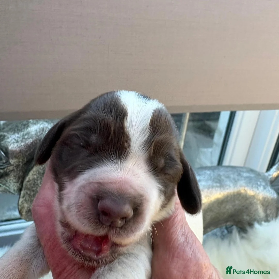 Sprocker dogs for sale: Sprocker puppys  - Advert 34