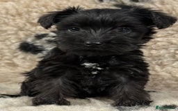 Miniature Schnauzer dogs for sale: Miniature schnauzers pups - Image 2