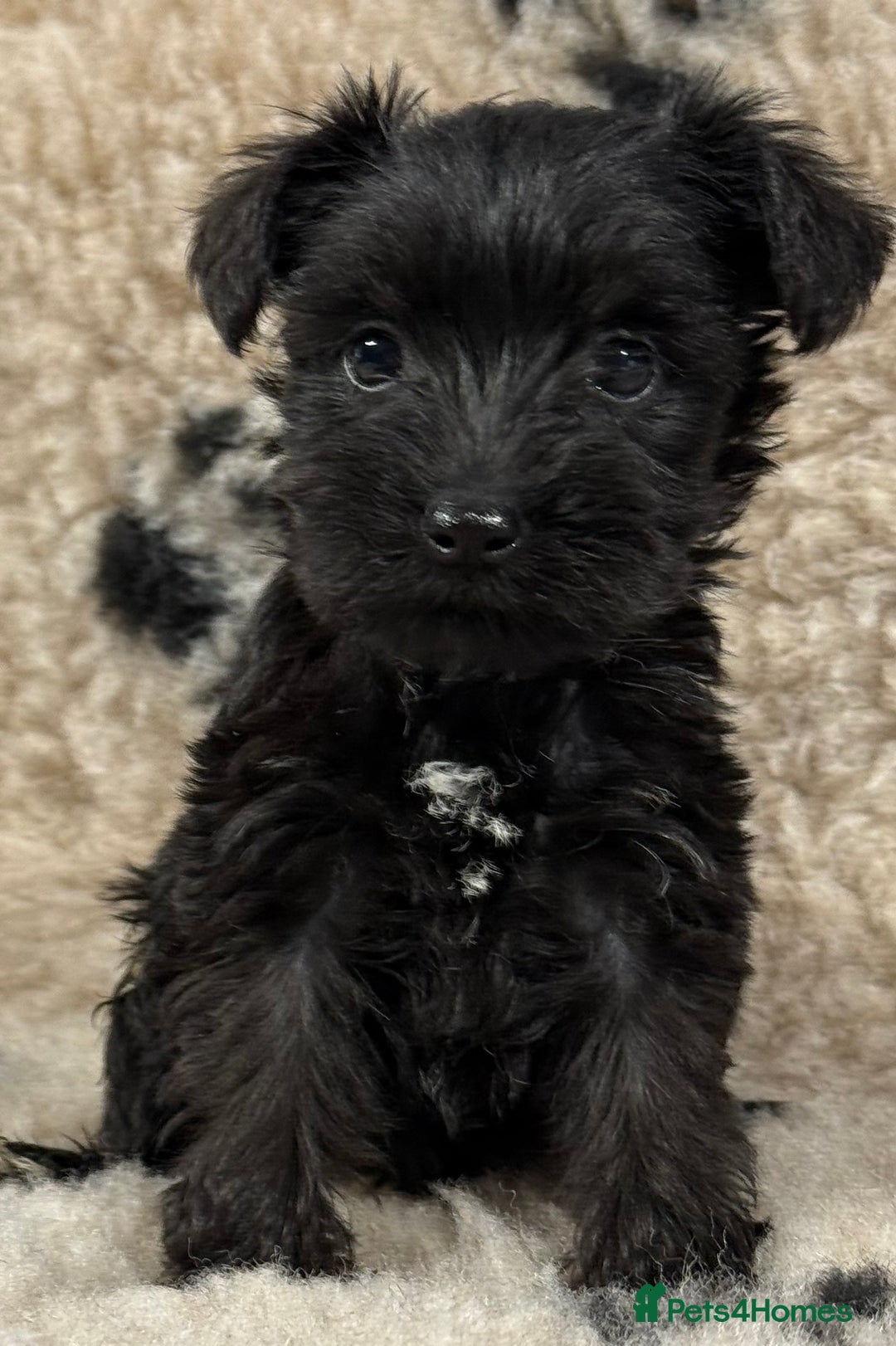 Miniature Schnauzer dogs for sale: Miniature schnauzers pups - Image 2