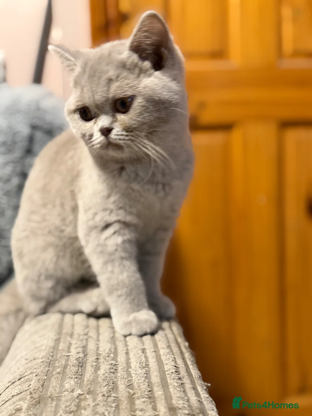 British Shorthair cats for sale: Lilac female BSH  - Advert 8