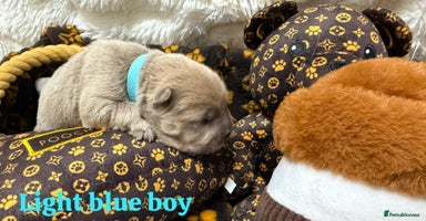 Chow Chow dogs - Advert 11