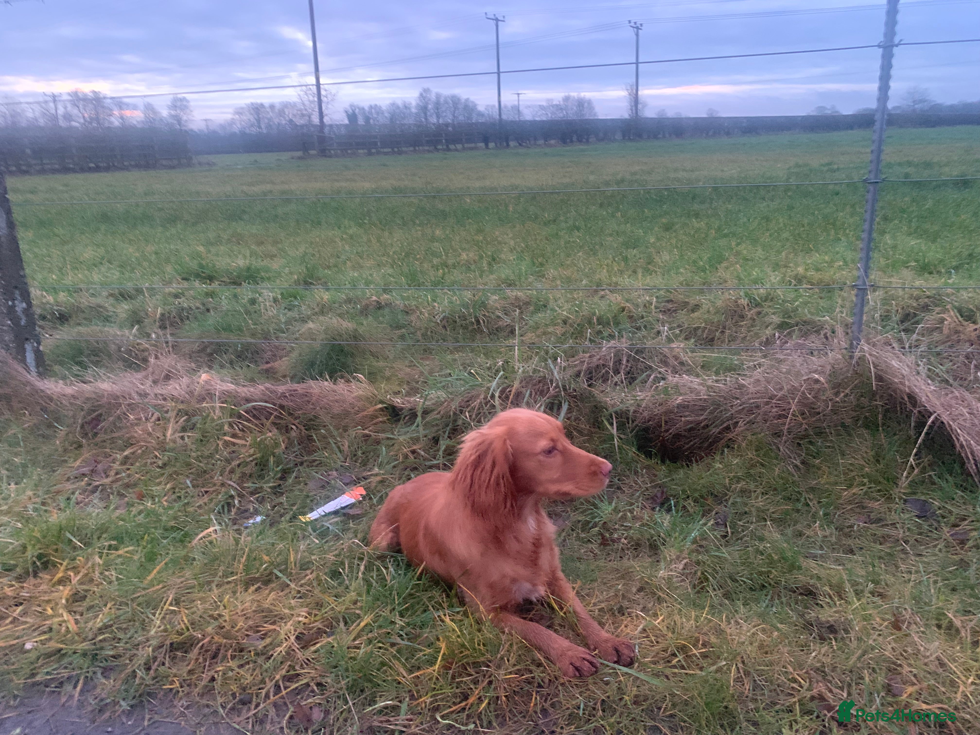 Cocker Spaniel dogs 10 month old kc female working cocker spaniel  - Advert 1