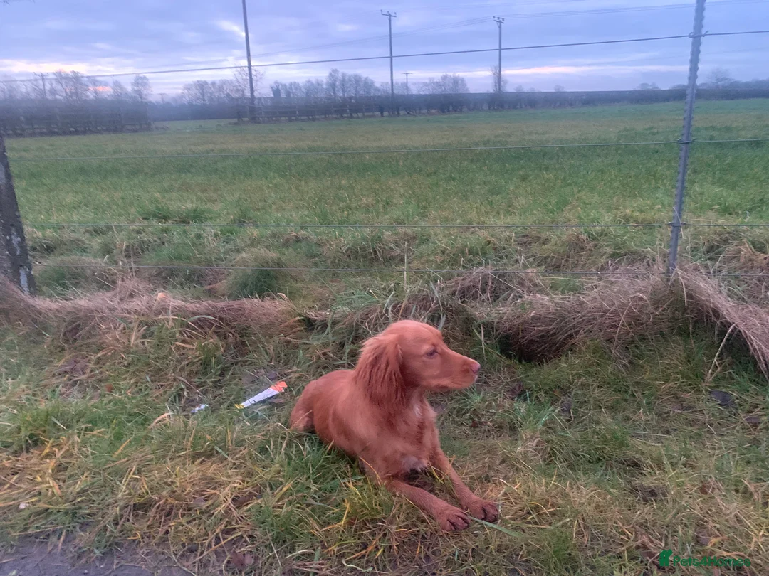 Cocker Spaniel dogs for sale: 10 month old kc female working cocker spaniel  - Advert 1