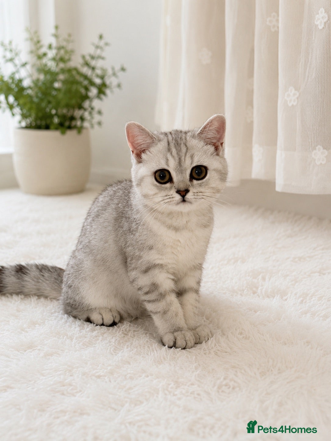 British Shorthair cats 1 left BSH Kittens - GCCF Registration Included - Advert 8