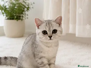 British Shorthair cats 1 left BSH Kittens - GCCF Registration Included - Advert 8