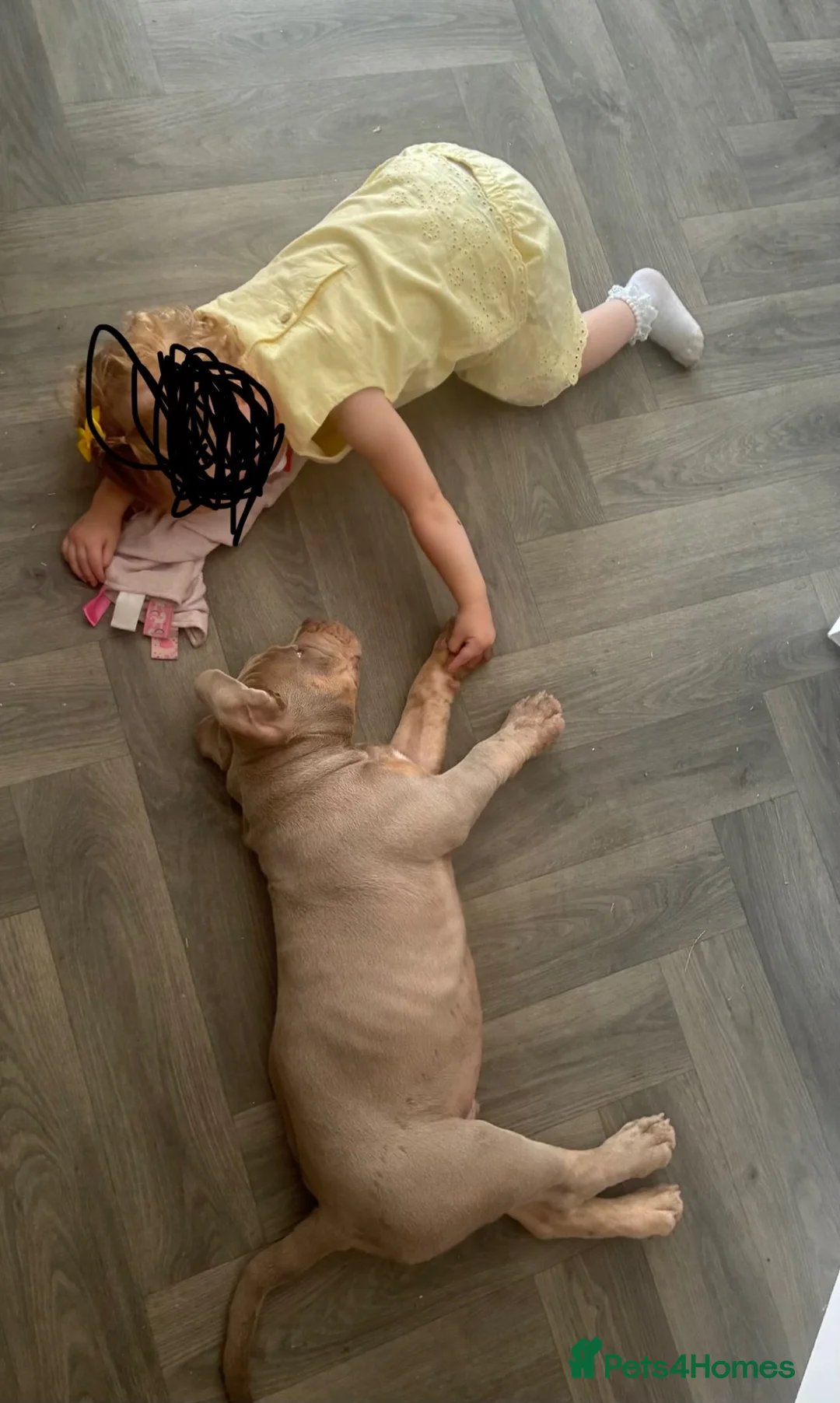 Mixed Breed dogs for sale: English bulldog cross pocket bully  - Advert 2