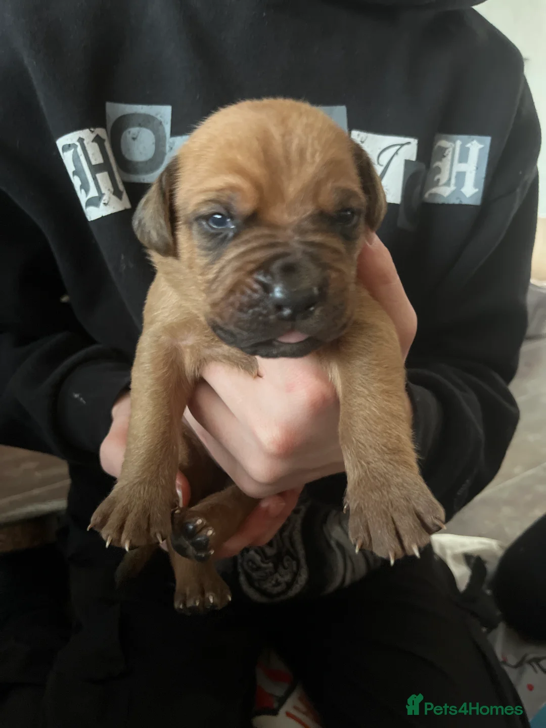 Dogue De Bordeaux dogs for sale: Dogue de Bordeaux puppies - Advert 21