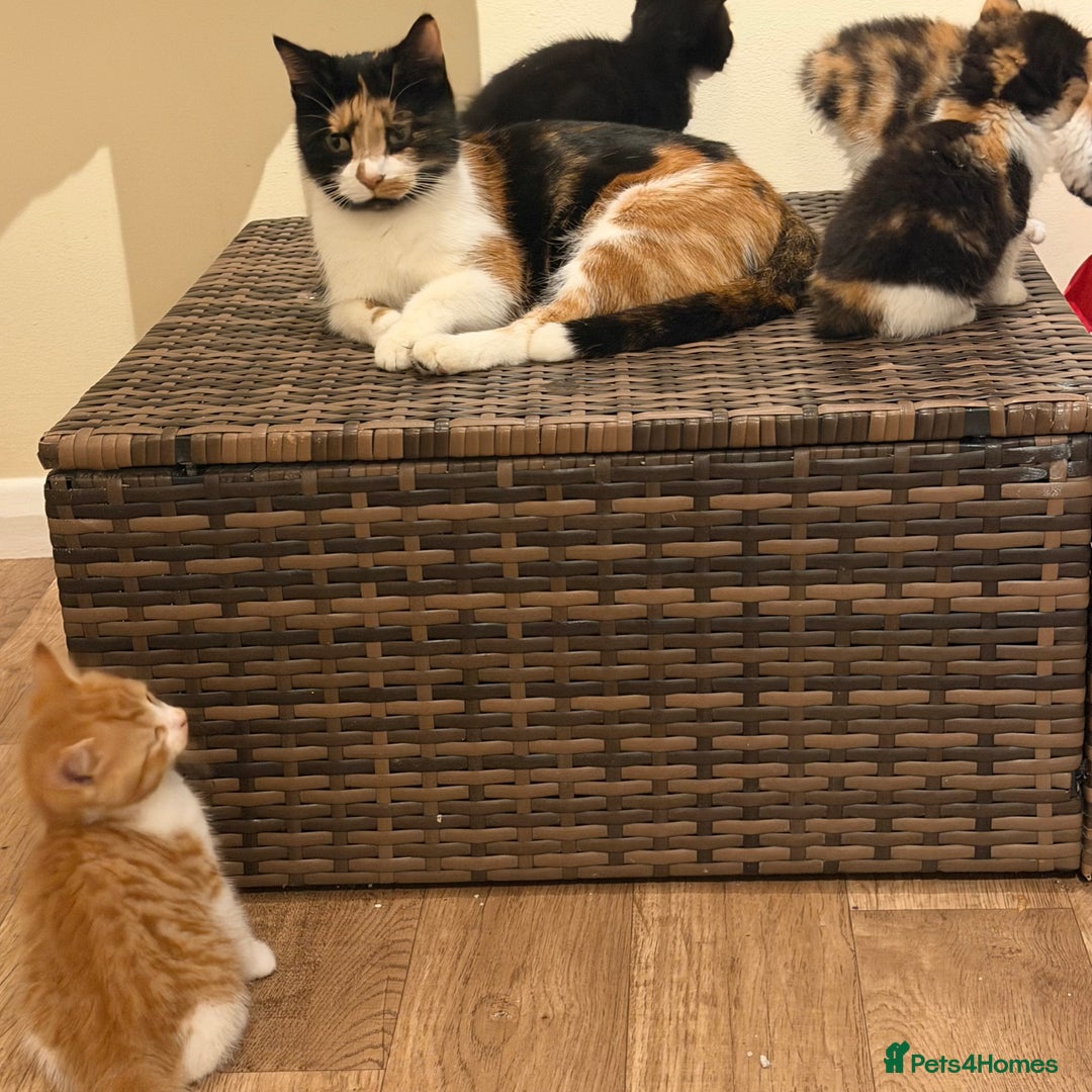 Mixed Breed cats for sale: Kittens for sale – 3 boys and 4 girls 🐾 - Advert 1