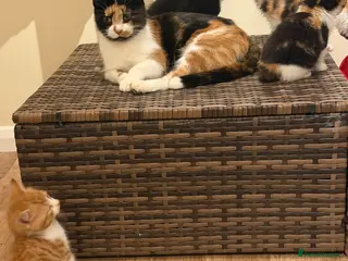 Mixed Breed cats Kittens for sale – 2 Boys left 🐾 - Advert 10