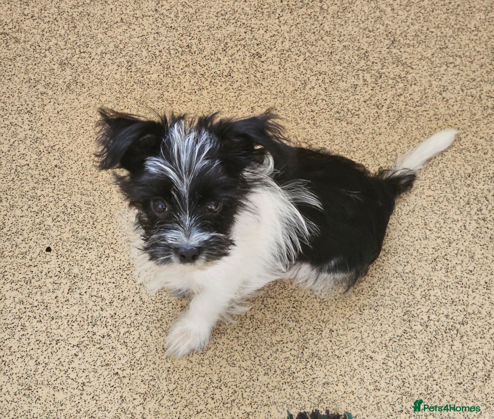 Yorkshire Terrier dogs 🩵Fully vaccinated Biewer boy🩵 DNA tested parents - Advert 3