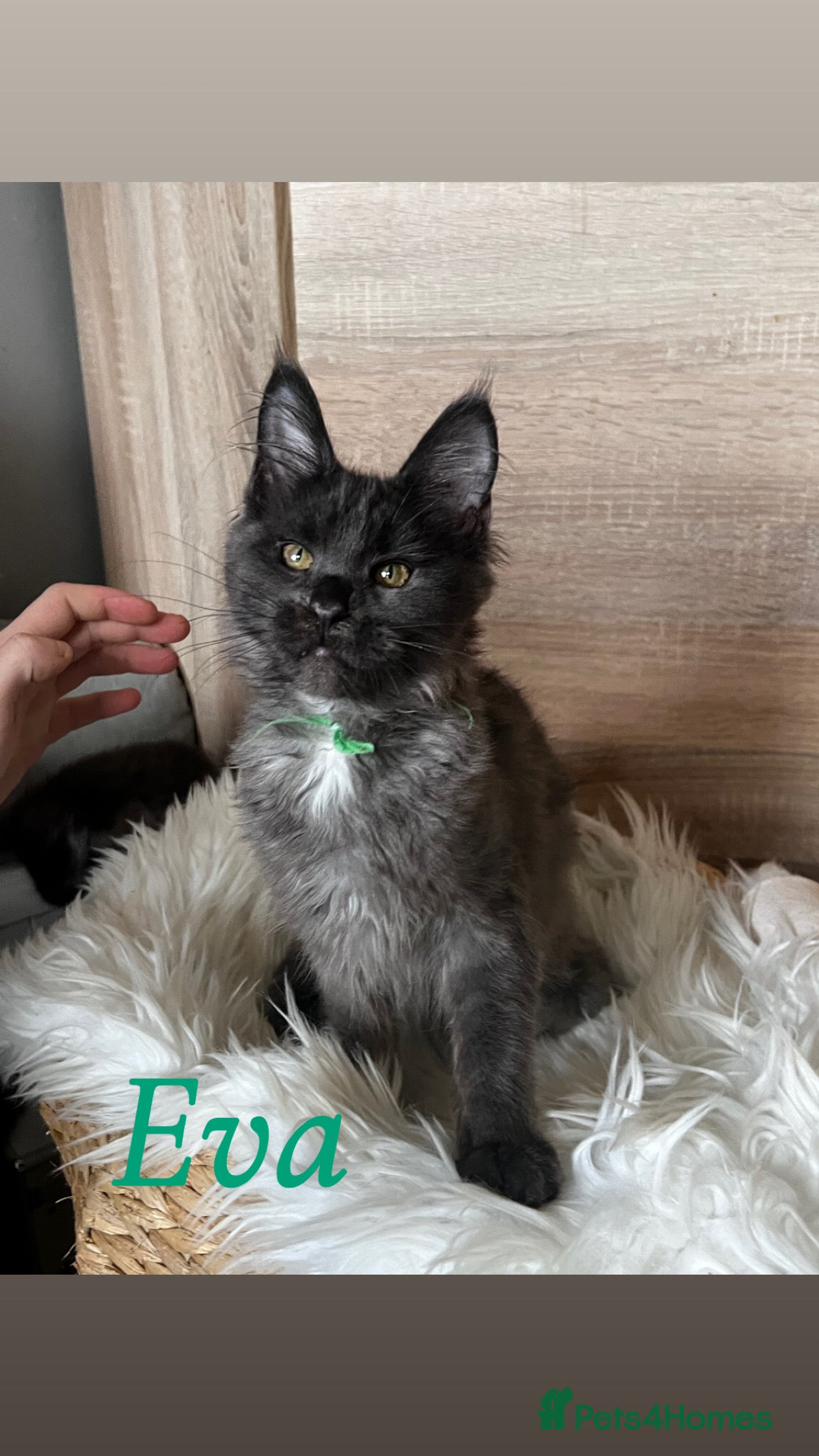 Maine Coon cats Maine Coon kittens  - Advert 2