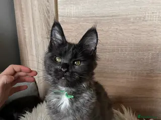 Maine Coon cats Maine Coon kittens - Advert 18