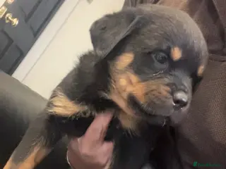 Rottweiler dogs rottweiler pups - Advert 2