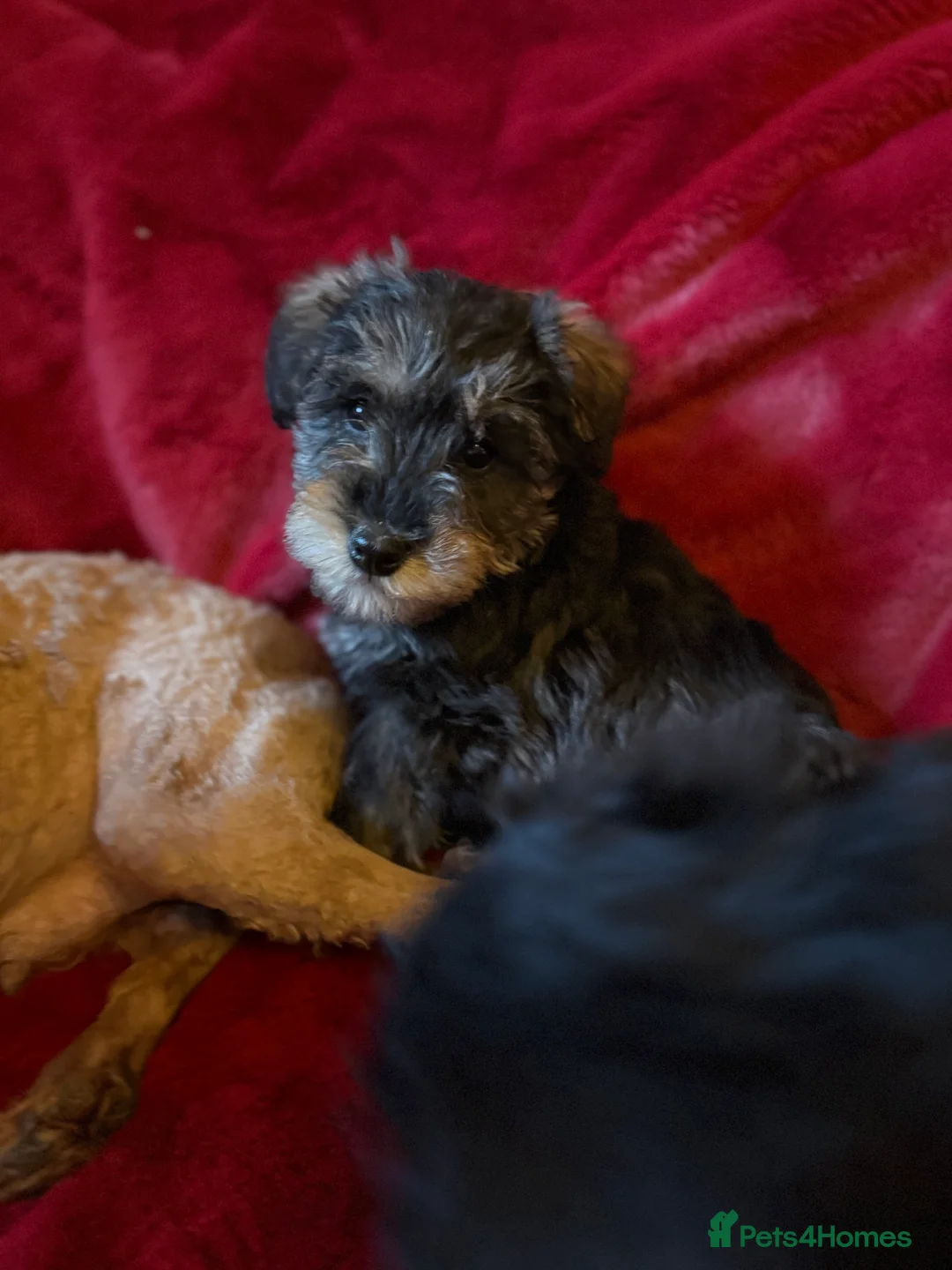Mixed Breed dogs for sale: Two beautiful mini schnoodle pups - Advert 7