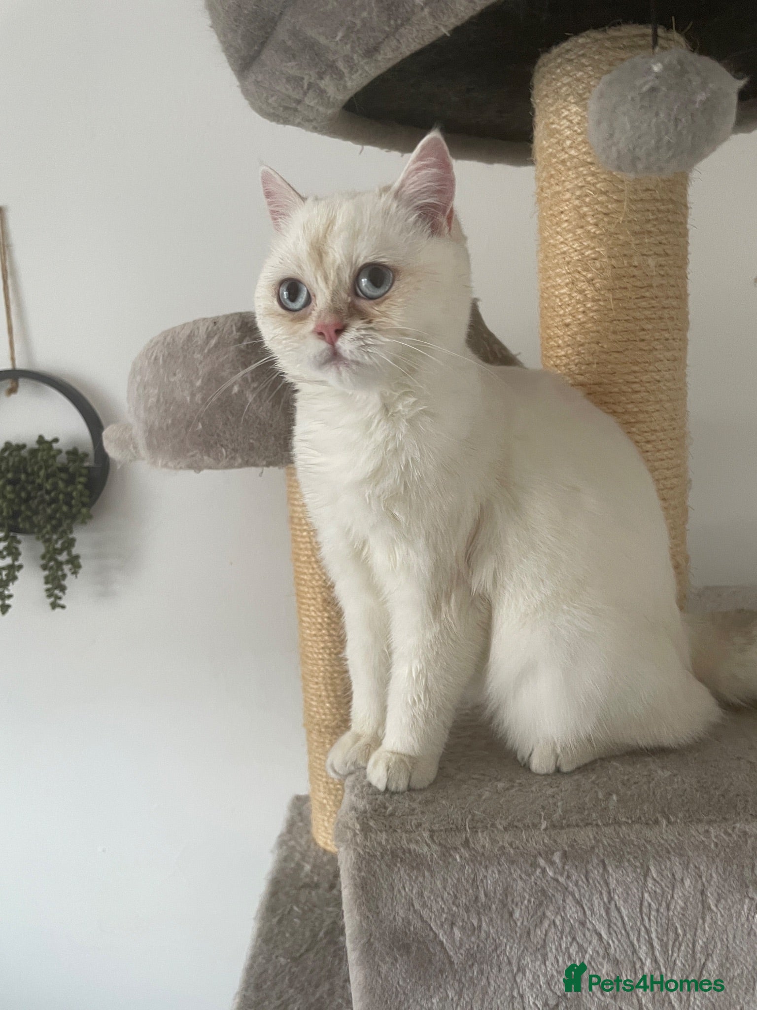 British Shorthair cats Beautiful White British Shorthair Female Blue Eyes - Advert 10