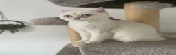 British Shorthair cats for sale: Beautiful White British Shorthair Female Blue Eyes - Advert 7